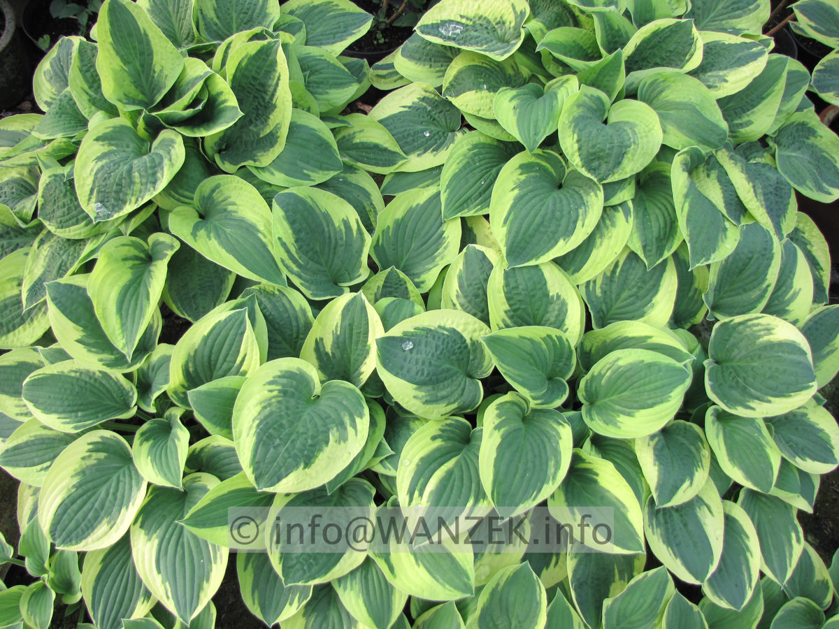 Hosta Hybride Wide Brim 07.JPG